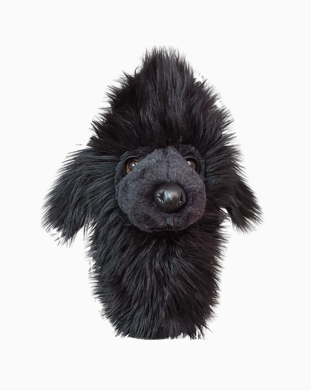 Black Poodle Hybrid