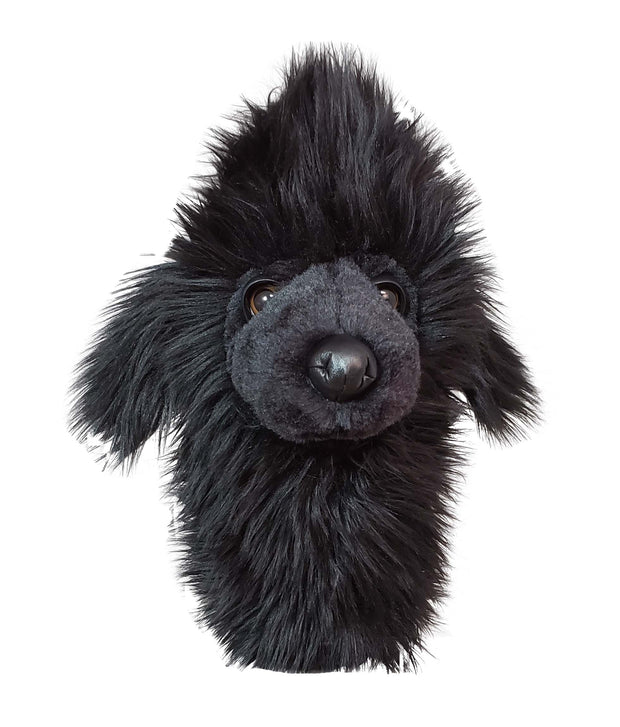 Black Poodle Hybrid